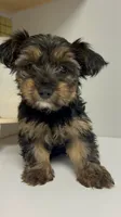 Johnnie Walker , a male Yorkshire Terrier for sale in Atlanta, GA – 3 of 3