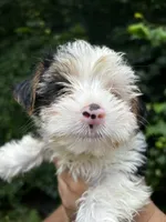 Cabernet , a male Yorkshire Terrier for sale in Atlanta, GA – 3 of 3