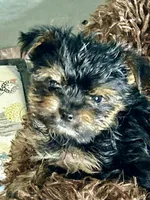 Jack Daniels , a male Yorkshire Terrier for sale in Atlanta, GA – 4 of 9