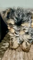 Jack Daniels , a male Yorkshire Terrier for sale in Atlanta, GA – 8 of 9