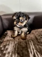 Jack Daniels , a male Yorkshire Terrier for sale in Atlanta, GA – 5 of 9