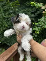 Chianti , a female Yorkshire Terrier for sale in Atlanta, GA – 3 of 5