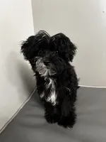 Bailey , a male Maltese for sale in Atlanta, GA – 2 of 5