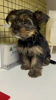 Johnnie Walker , a male Yorkshire Terrier for sale in Atlanta, GA – 2 of 3