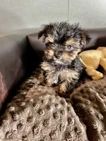 Jack Daniels , a male Yorkshire Terrier for sale in Atlanta, GA – 6 of 9