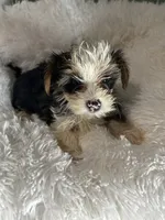 Bordeaux , a female Yorkshire Terrier for sale in Atlanta, GA – 3 of 4