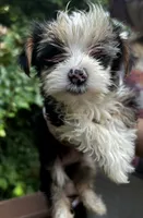 Bordeaux , a female Yorkshire Terrier for sale in Atlanta, GA – 1 of 4