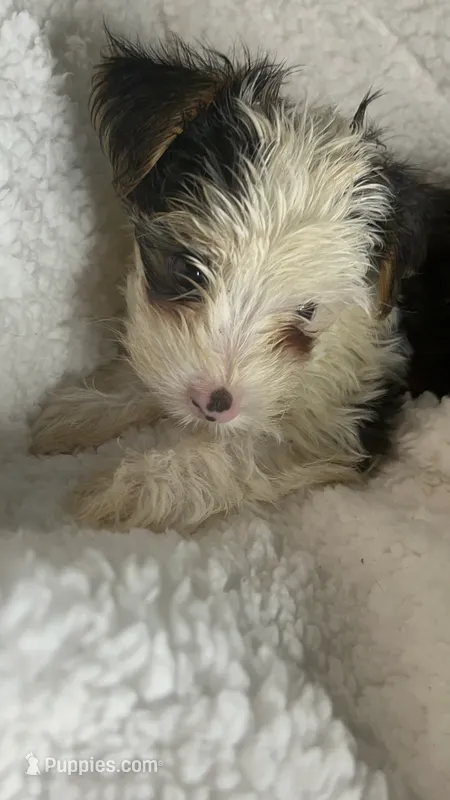 Cabernet  – Yorkshire Terrier puppy for sale in Atlanta, GA