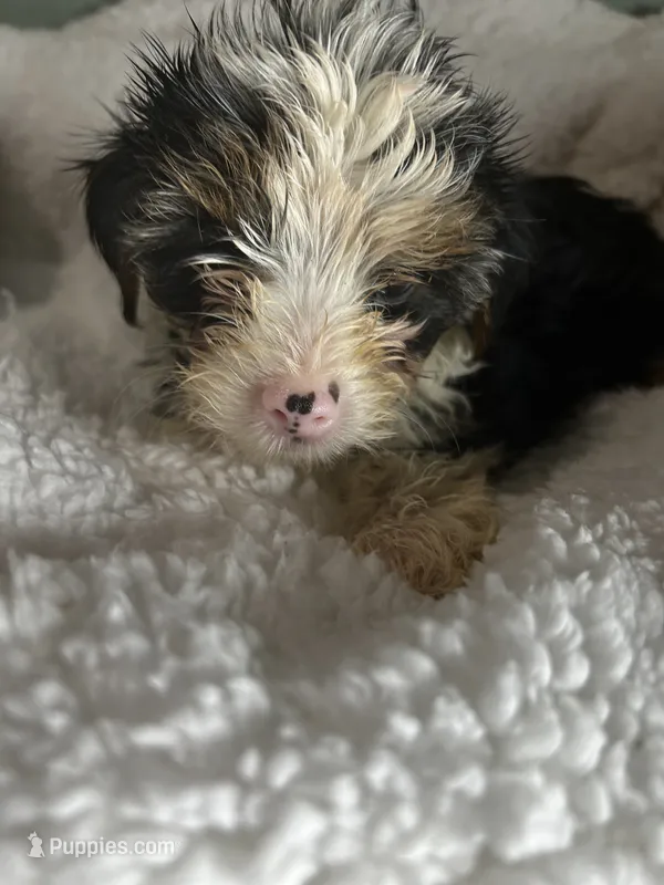 Chianti  – Yorkshire Terrier puppy for sale in Atlanta, GA