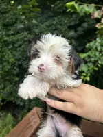 Chianti , a female Yorkshire Terrier for sale in Atlanta, GA – 4 of 5