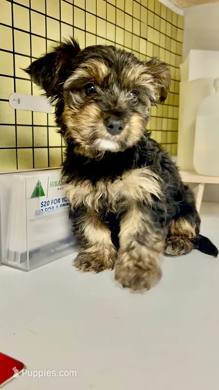 Johnnie Walker  – Yorkshire Terrier puppy for sale in Atlanta, GA