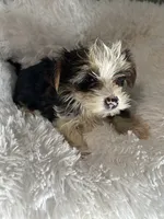 Bordeaux , a female Yorkshire Terrier for sale in Atlanta, GA – 2 of 4