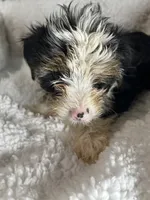 Chianti , a female Yorkshire Terrier for sale in Atlanta, GA – 2 of 5