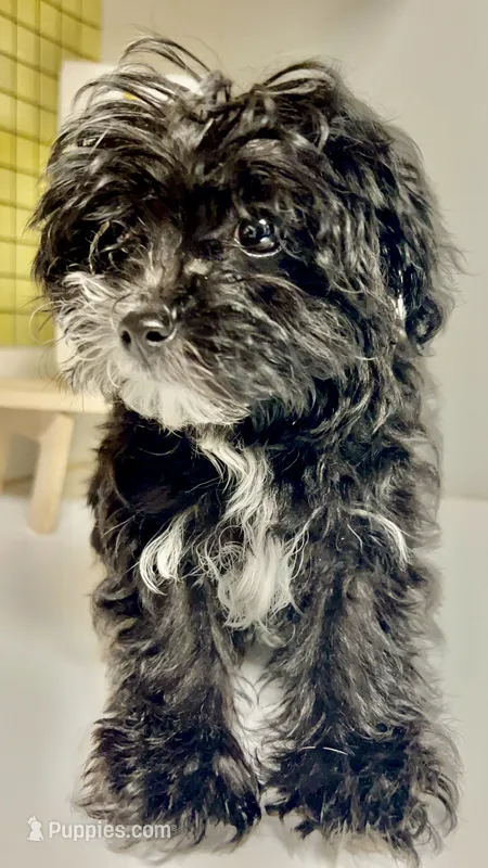 Bailey  – Maltese puppy for sale in Atlanta, GA