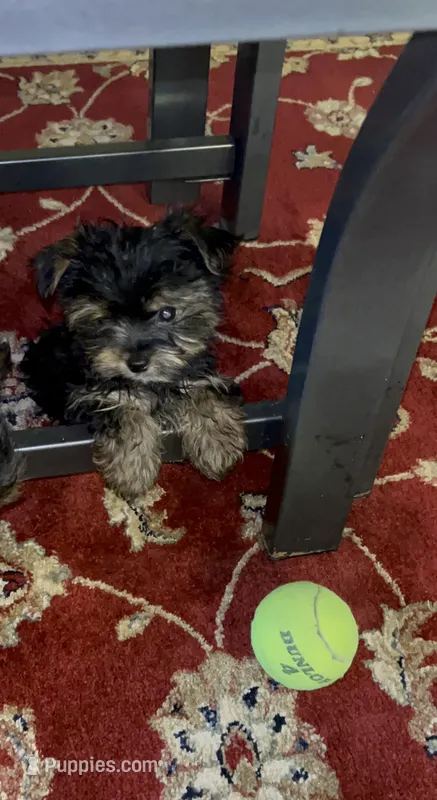 Jack Daniels  – Yorkshire Terrier puppy for sale in Atlanta, GA