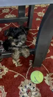 Jack Daniels , a male Yorkshire Terrier for sale in Atlanta, GA – 1 of 9