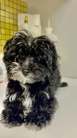 Bailey , a male Maltese for sale in Atlanta, GA – 5 of 5