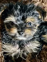 Jack Daniels , a male Yorkshire Terrier for sale in Atlanta, GA – 3 of 9