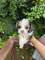 Bordeaux , a female Yorkshire Terrier for sale in Atlanta, GA – 4 of 4