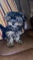 Jack Daniels , a male Yorkshire Terrier for sale in Atlanta, GA – 7 of 9