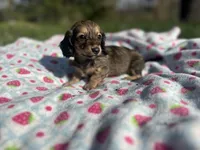 Shaded Female 2 💗, a female Miniature Dachshund for sale in Wytheville, VA – Photo 2 of 10