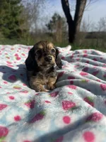 Shaded Female 2 💗, a female Miniature Dachshund for sale in Wytheville, VA – Photo 3 of 10