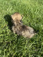 Shaded Female 2 💗, a female Miniature Dachshund for sale in Wytheville, VA – Photo 10 of 10