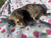 Shaded Female 2 💗, a female Miniature Dachshund for sale in Wytheville, VA – Photo 5 of 10