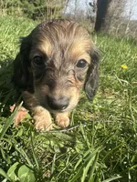 Shaded Female 2 💗, a female Miniature Dachshund for sale in Wytheville, VA – Photo 9 of 10