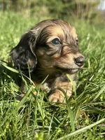 Shaded Female 2 💗, a female Miniature Dachshund for sale in Wytheville, VA – Photo 6 of 10