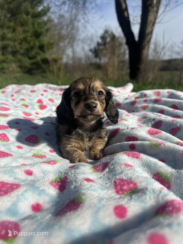 Shaded Female 2 💗 – Miniature Dachshund puppy for sale in Wytheville, VA