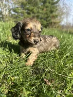 Shaded Female 2 💗, a female Miniature Dachshund for sale in Wytheville, VA – Photo 8 of 10