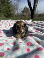 Shaded Female 2 💗, a female Miniature Dachshund for sale in Wytheville, VA – Photo 4 of 10