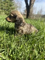 Shaded Female 2 💗, a female Miniature Dachshund for sale in Wytheville, VA – Photo 7 of 10