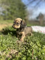 Shaded Cream Male 💙, a male Miniature Dachshund for sale in Wytheville, VA – Photo 5 of 10