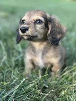 Shaded Cream Male 💙, a male Miniature Dachshund for sale in Wytheville, VA – 8 of 10