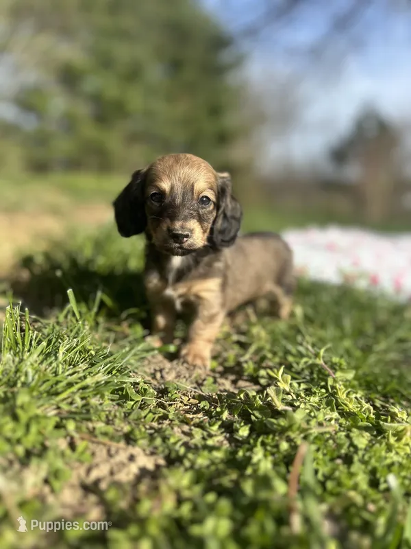 Shaded Cream Male 💙 – Miniature Dachshund puppy for sale in Wytheville, VA