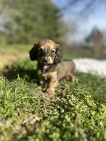Shaded Cream Male 💙, a male Miniature Dachshund for sale in Wytheville, VA – Photo 1 of 10