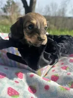 Shaded Cream Male 💙, a male Miniature Dachshund for sale in Wytheville, VA – Photo 2 of 10