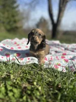 Shaded Cream Male 💙, a male Miniature Dachshund for sale in Wytheville, VA – Photo 3 of 10