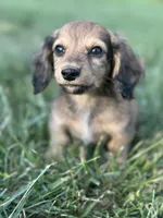 Shaded Cream Male 💙, a male Miniature Dachshund for sale in Wytheville, VA – 1 of 10
