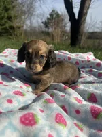 Shaded Cream Male 💙, a male Miniature Dachshund for sale in Wytheville, VA – Photo 6 of 10