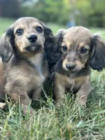 Shaded Cream Male 💙, a male Miniature Dachshund for sale in Wytheville, VA – 9 of 10