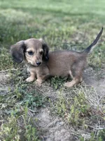 Shaded Cream Male 💙, a male Miniature Dachshund for sale in Wytheville, VA – 10 of 10