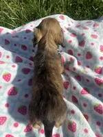 Shaded Cream Male 💙, a male Miniature Dachshund for sale in Wytheville, VA – Photo 10 of 10