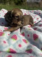 Shaded Cream Male 💙, a male Miniature Dachshund for sale in Wytheville, VA – Photo 9 of 10