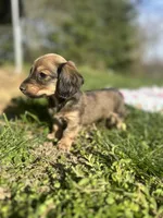 Shaded Cream Male 💙, a male Miniature Dachshund for sale in Wytheville, VA – Photo 4 of 10