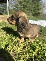 Shaded Female, a female Miniature Dachshund for sale in Wytheville, VA – Photo 6 of 10