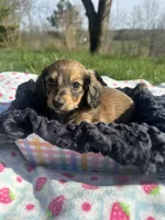 Shaded Female, a female Miniature Dachshund for sale in Wytheville, VA – Photo 3 of 10