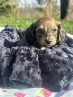 Shaded Female, a female Miniature Dachshund for sale in Wytheville, VA – Photo 5 of 10
